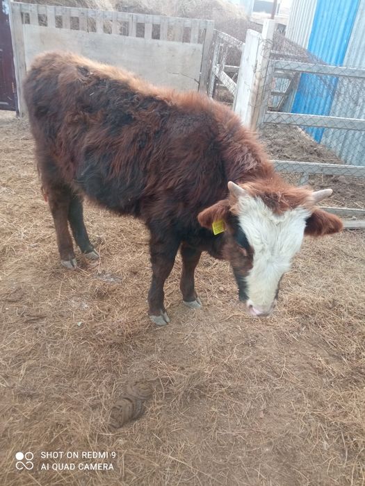 255-мын Букашык сатылады ози емип жур