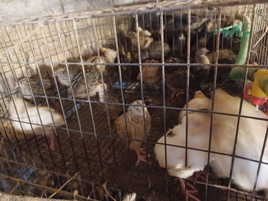 Vând pui de prepeliță!