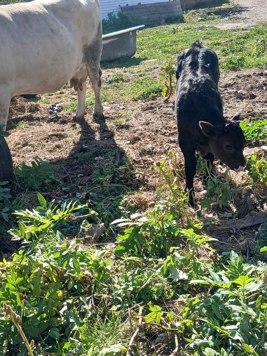 Vând vaca cu vitel belgian