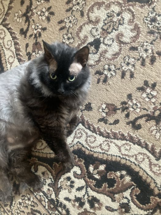 Отдам кота в добрые руки(переезд)