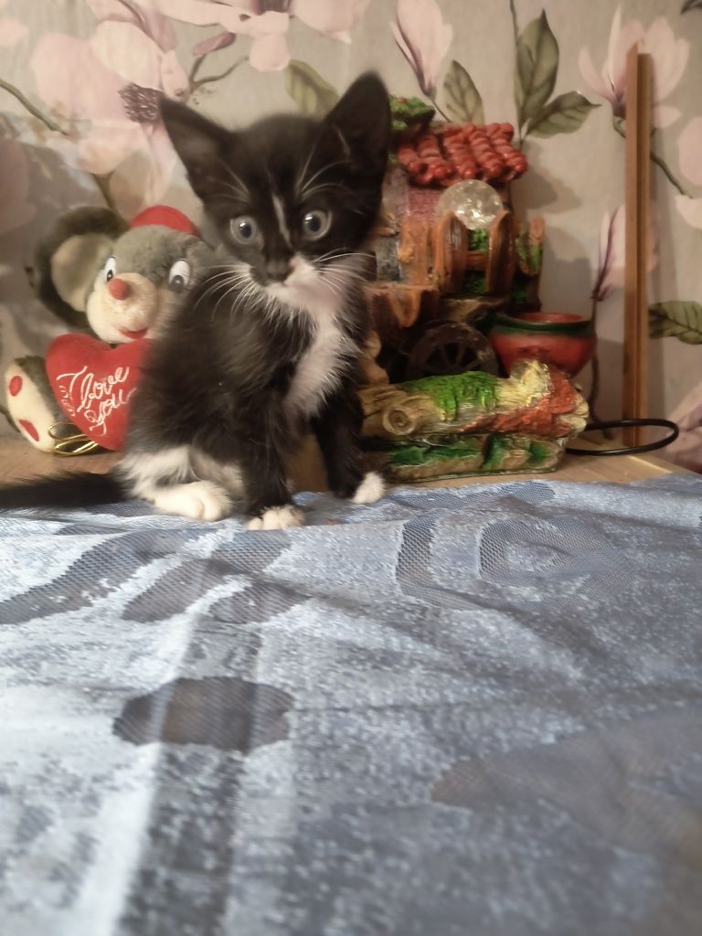 Спешно дом за няколко малки котенца