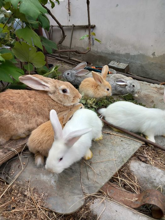 Vand iepuri talie mare mascului si femele gestante