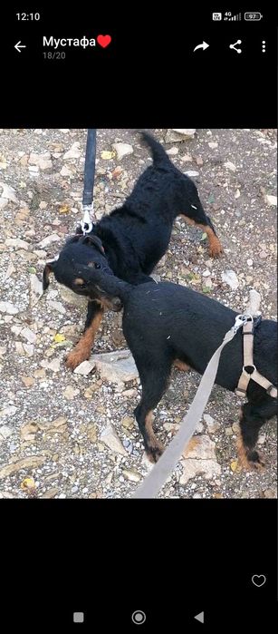 Мъжки териер на една година.