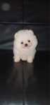 Pomeranian Boo alb
