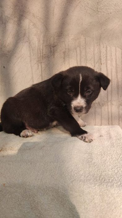 ЩеняТки нуждаются в доме