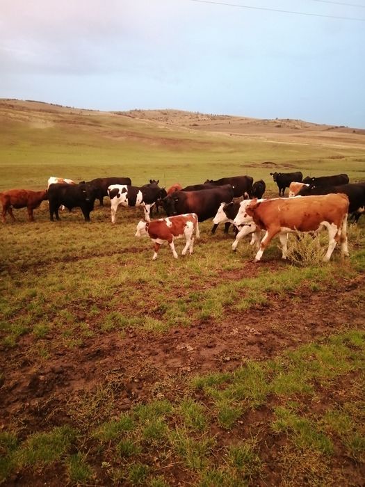 Vând vițele și juninci