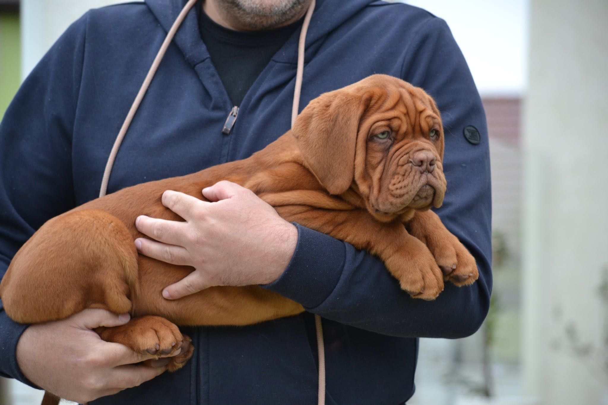 Dog de bordeaux disponibil