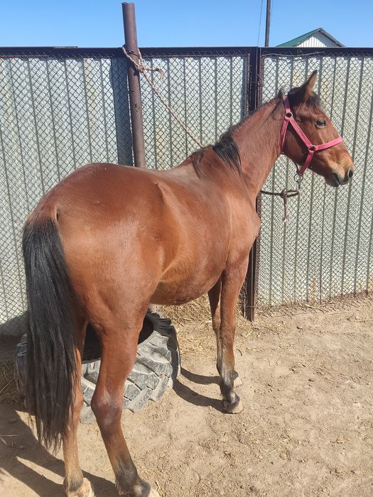 Продаёться Байтал весной отелиться или же можно на согым