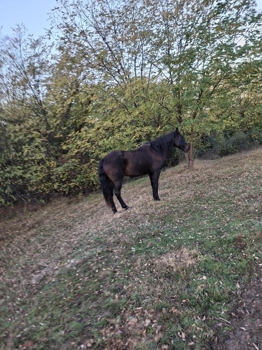 Cal de vânzare, gorj!