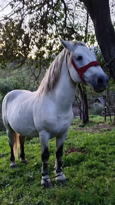 Armăsar de vânzare