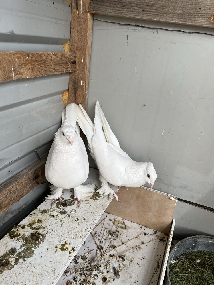 андижанские голуби пара
