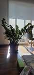 Planta Zamioculcas de apartament