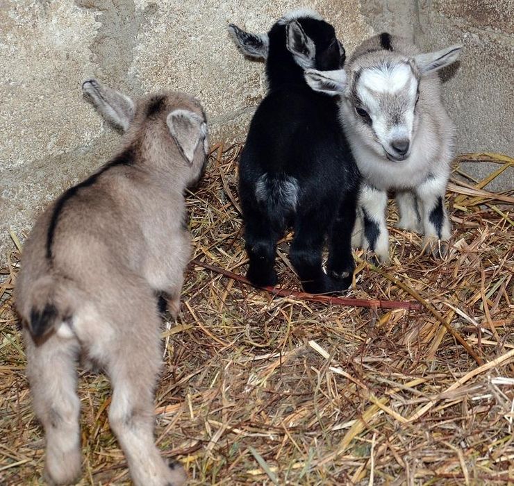 Здравейте продавам кози