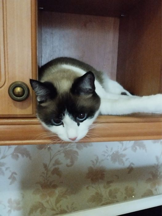 Кот Василий 4 года