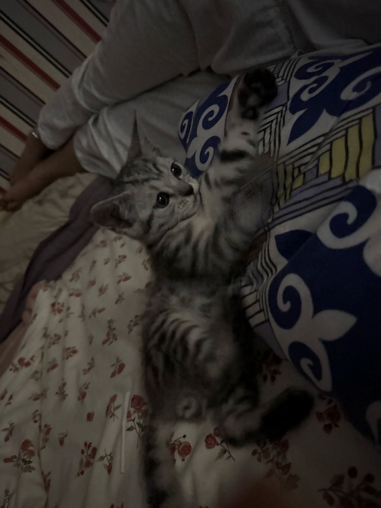 Котенок даром к лотку приучен