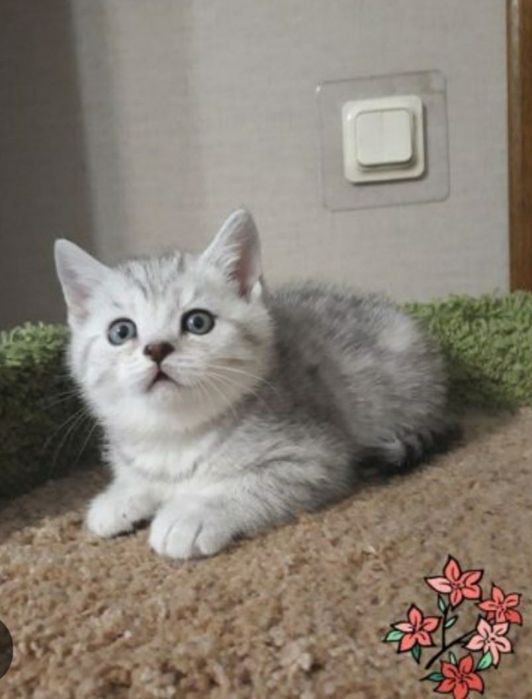 Шотландские серебро шиншилла