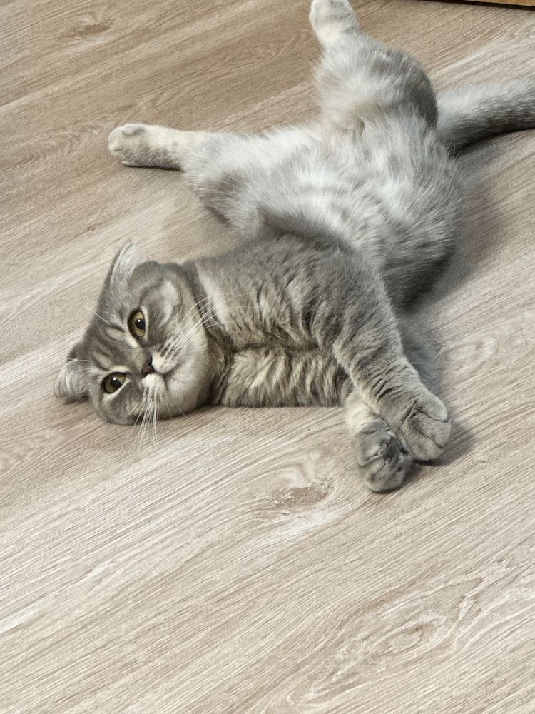 Отдам кошку скоттиш фолд