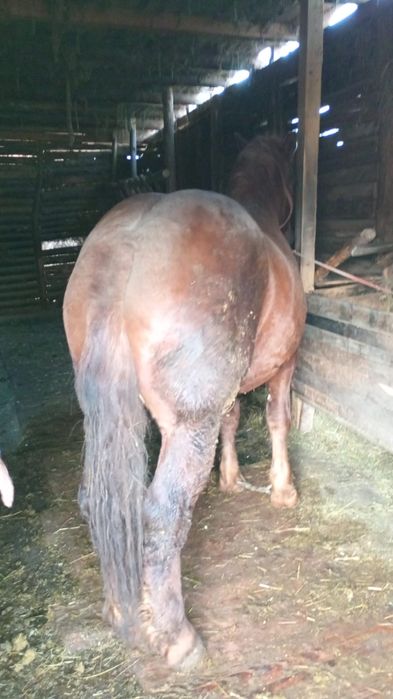 Se vinde mânz (armăsar )de doi ani și jumătate .