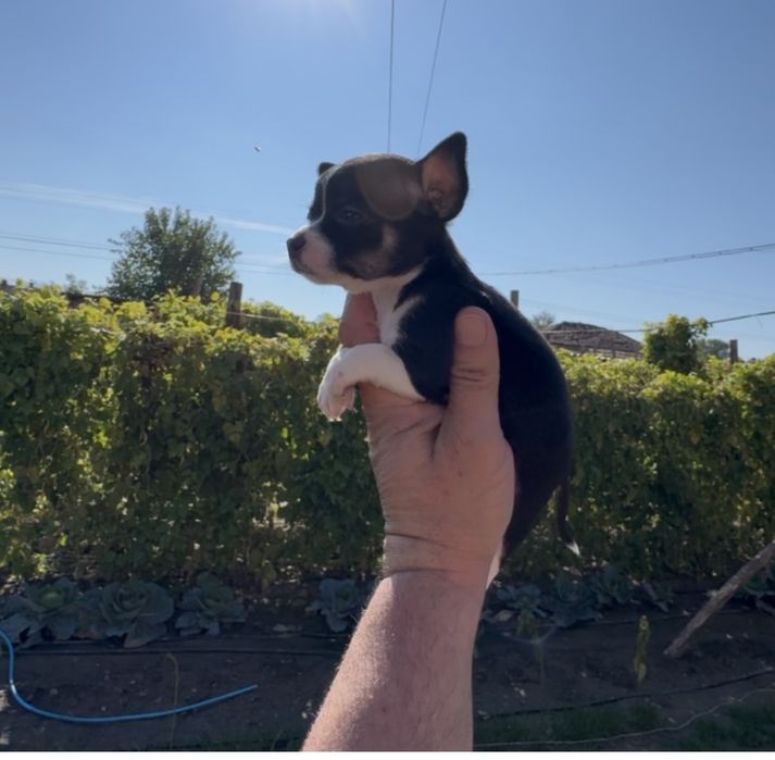 Продавам чихуахуа - момче и момиче