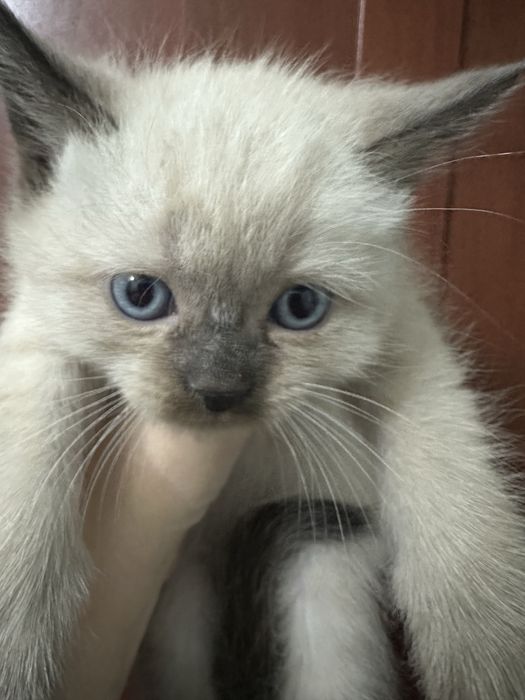 Продаётся сиамский котенок