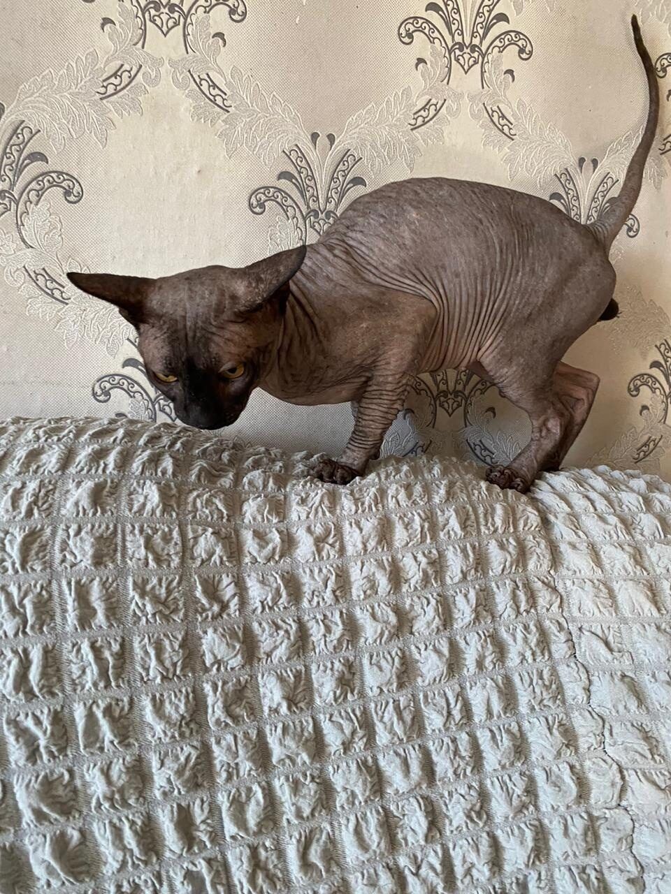 Ищёт кот на вязку,кошечек