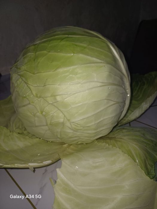 Капуста сорт мегатон приходите цена доступная на засолку очень вкусная