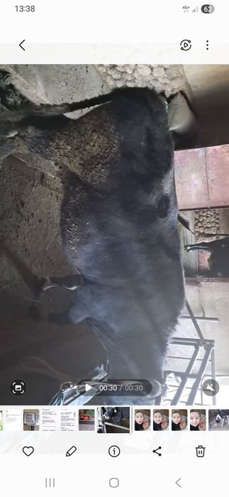 Продам карову стильную