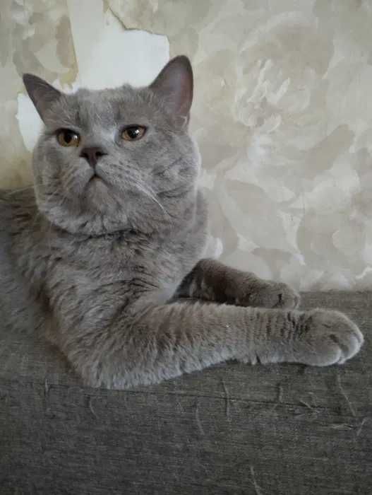 scotish fold СКОТИШ ФОЛД