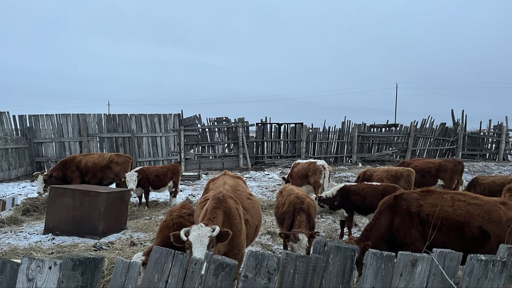 Продам молодых Коров на разведение