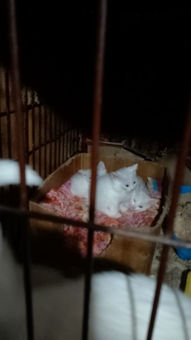 Котята в добрые руки.