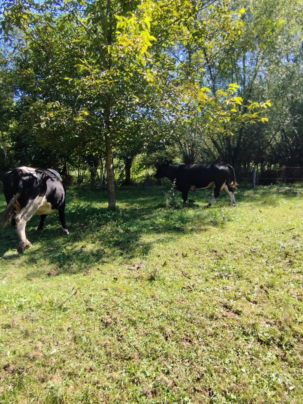 Vând 2 vaci angus cu vitei