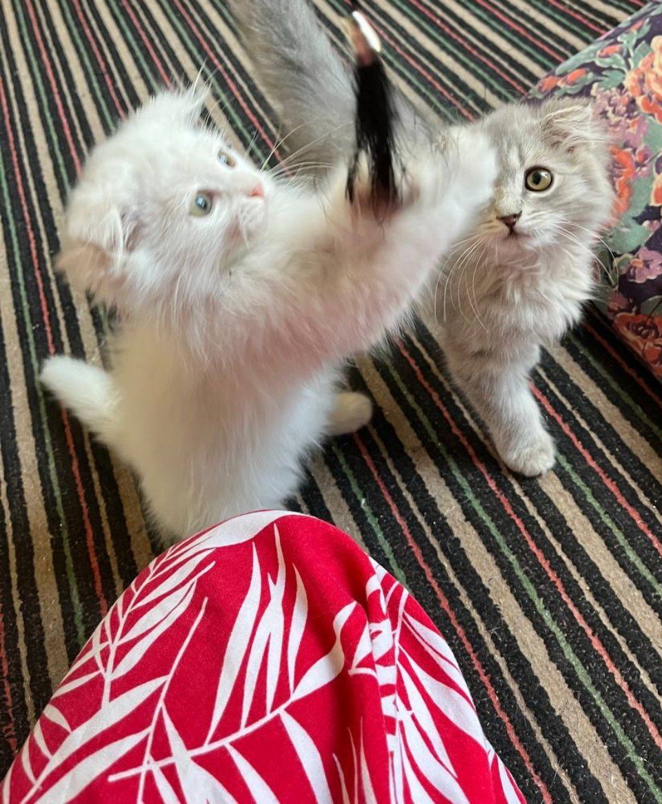 Продаётся котёнки