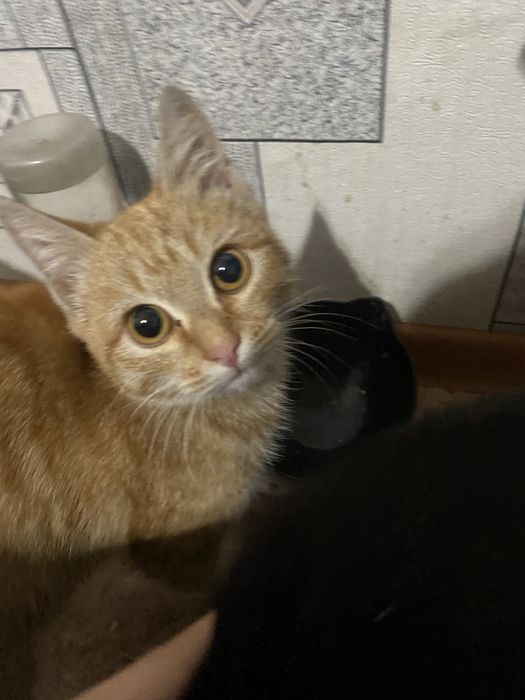 отдам рыжего котенка,нашла на улице