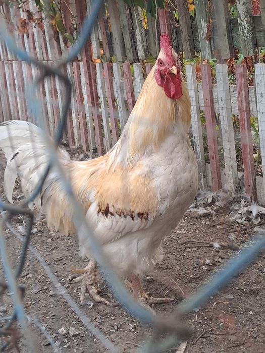 Петух домашний крупный