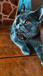 Motan British Shorthair blue-2 ani si jumate ,carnet complet .