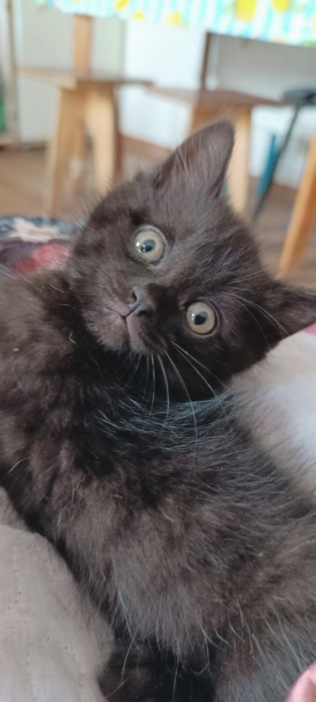 Котята.1.5 месяца