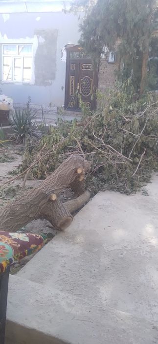 Тахтала одинлик олма касилган, арик касилган