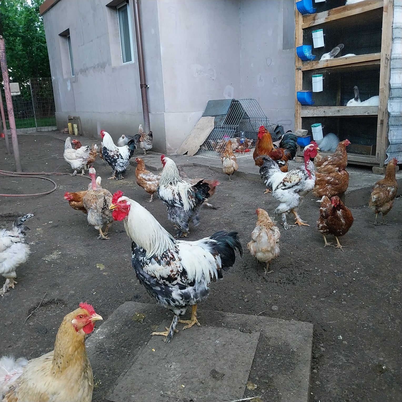 Vand puicute ouătoare , găini și cocoși incaltati