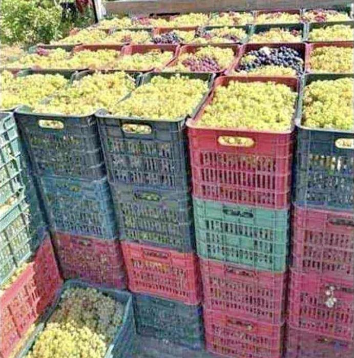 Struguri de vin