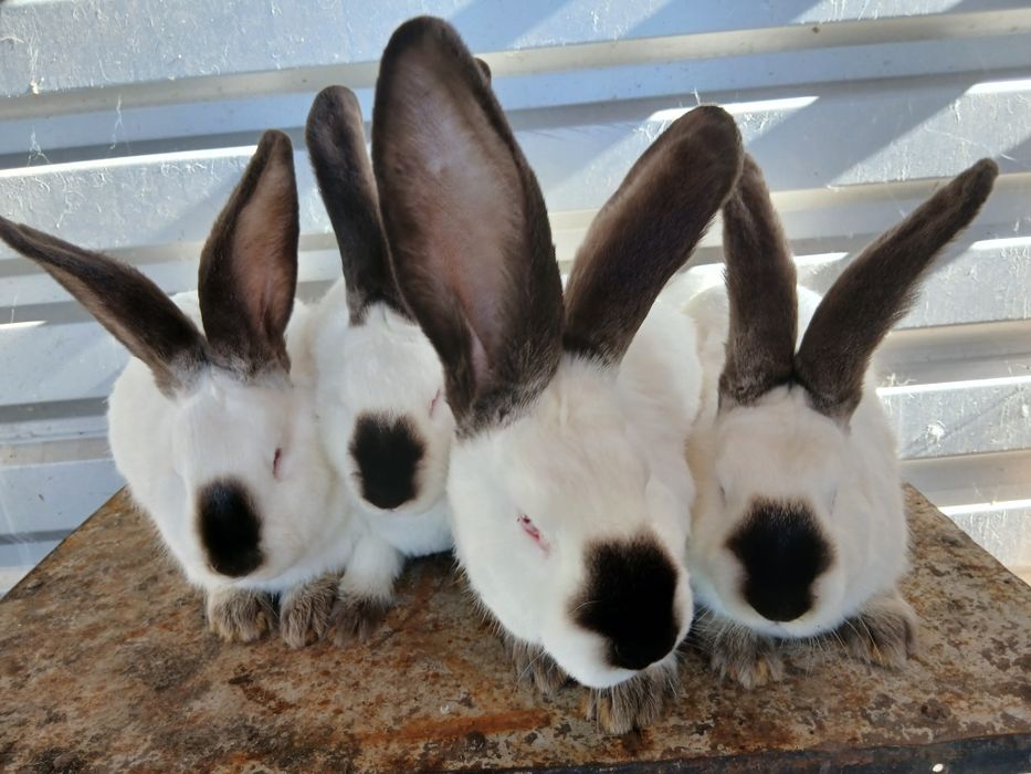 Vând iepuri uriaș de Transilvania