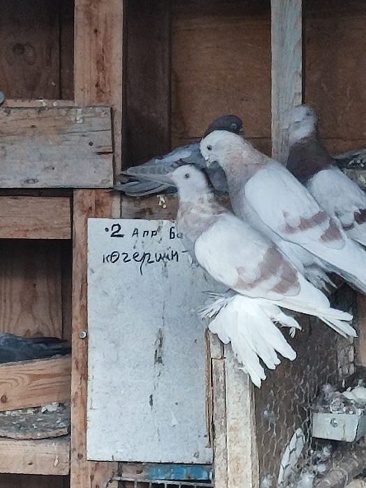 Продам голубей породы Тасман