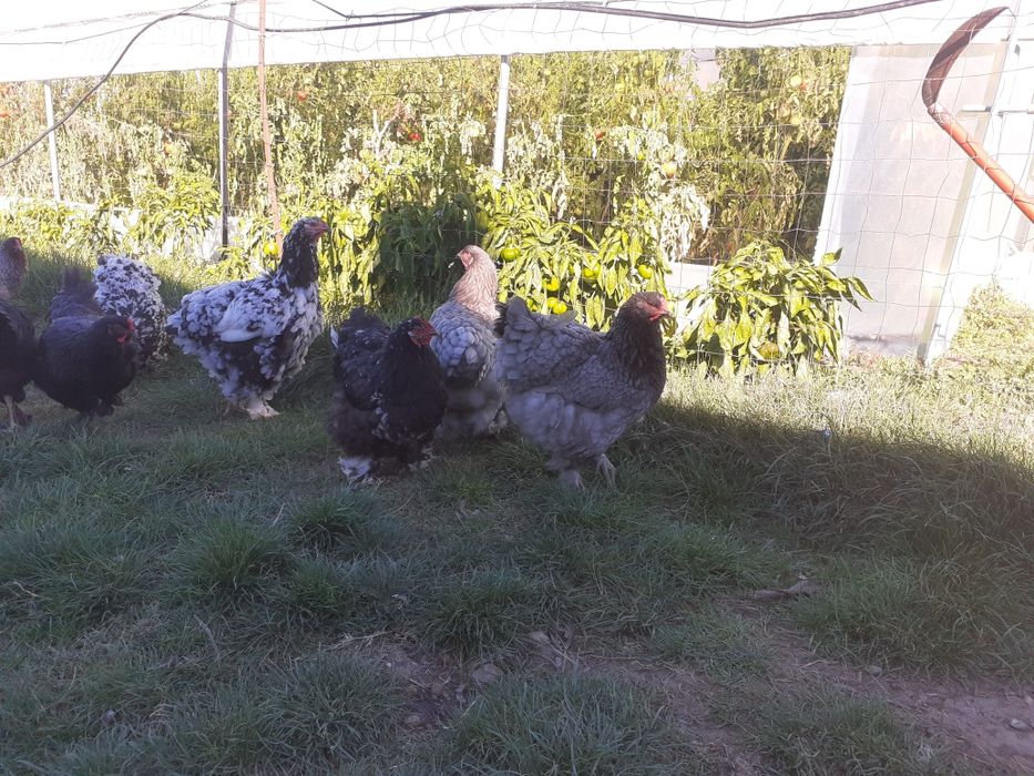 Brahma negru și albastru de vânzare