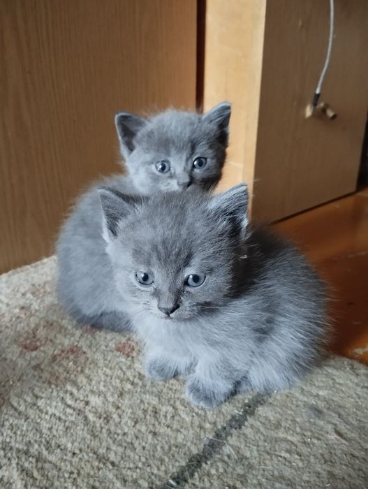 Котята британцы.