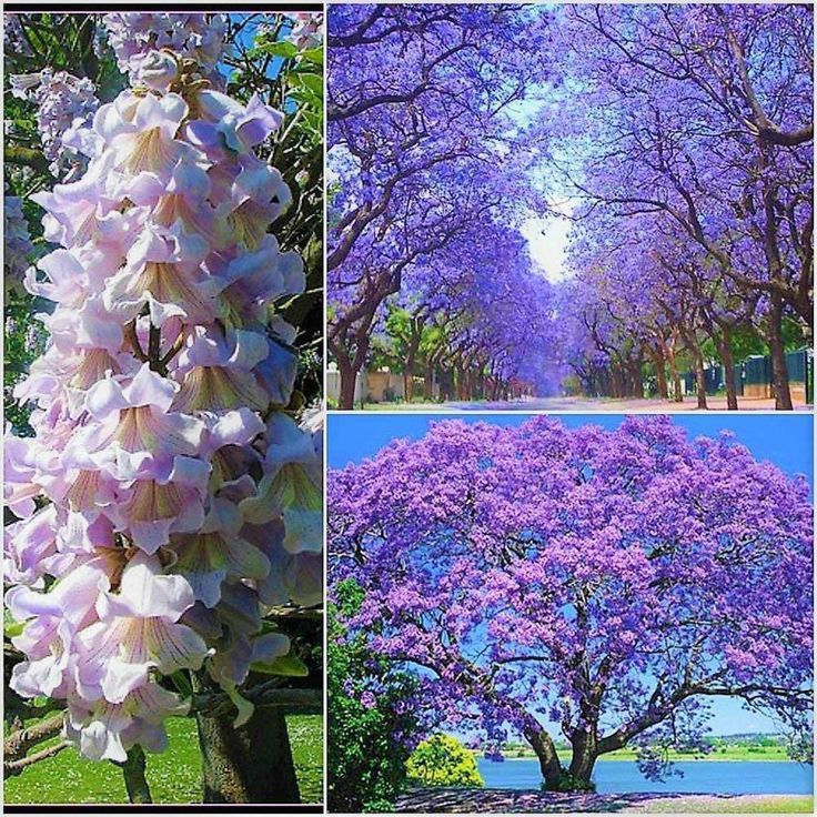 Seminte Paulownia             vv