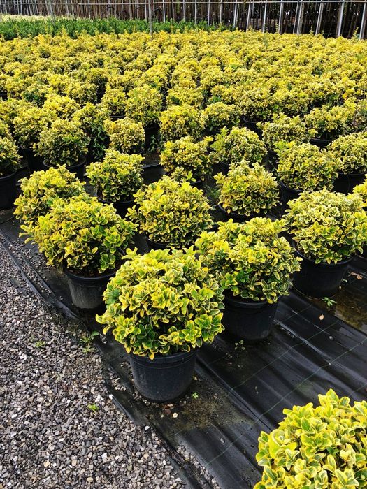 Vând plante ornamentale