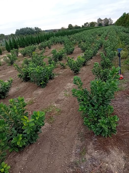 Vând laur englezesc novita