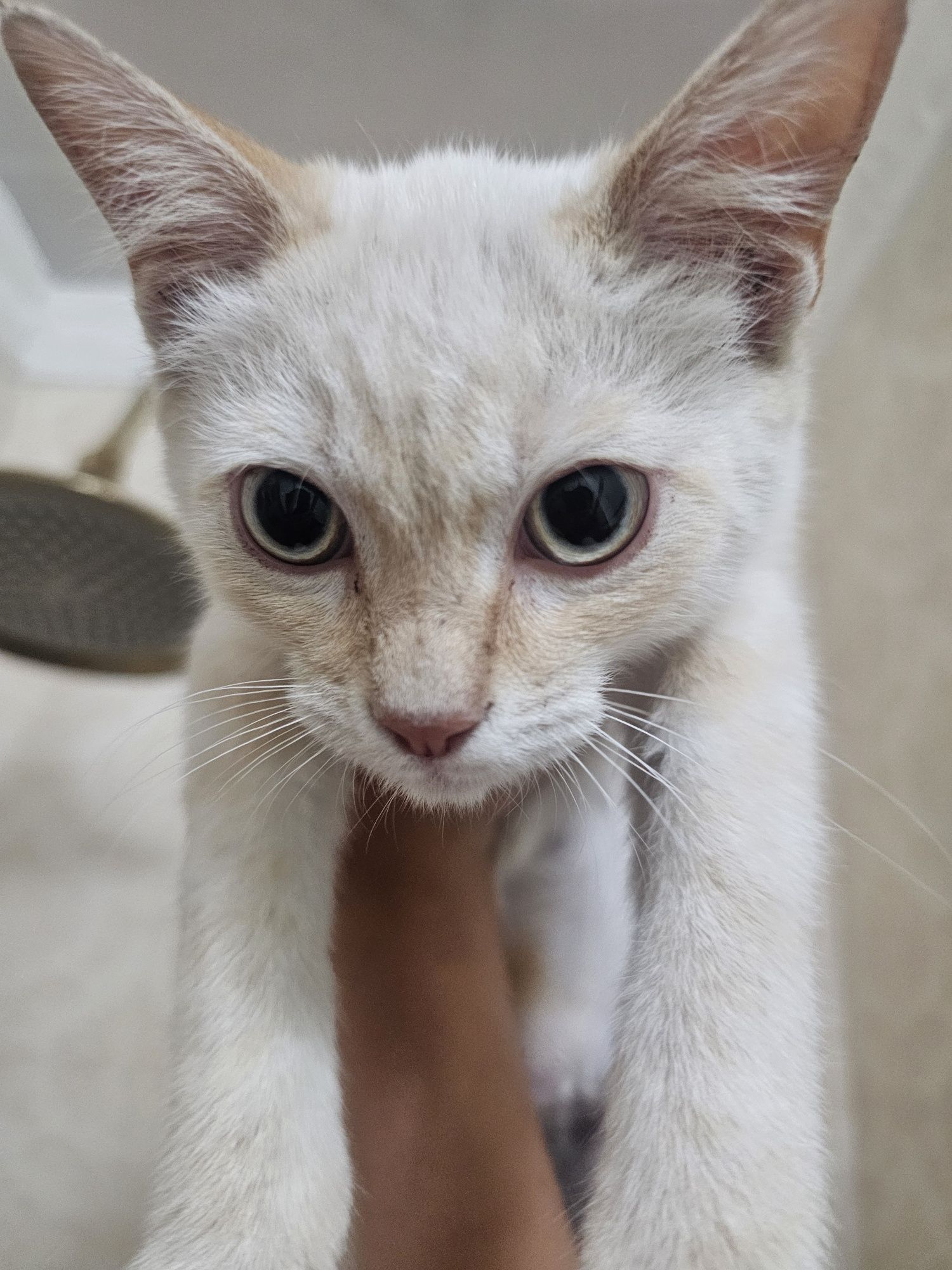Котенок ищет новый дом!