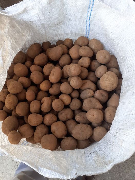 Cartofi pentru animale