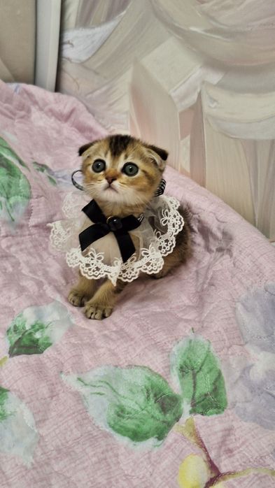 Чистокровные котята от правильной вязки