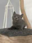 British shorthairr Blue